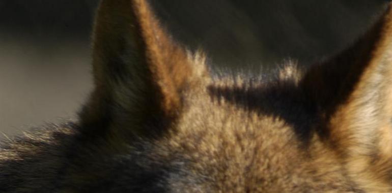WWF pide al Ministro Arias Cañete que impida las batidas de lobos en los parques nacionales