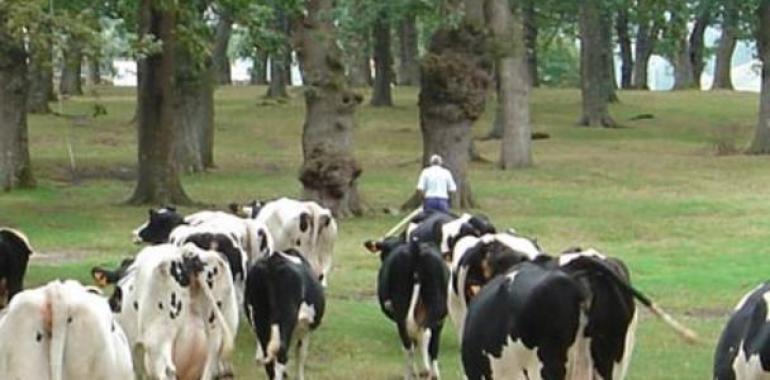 Alarma en el sector lácteo por la bajada del precio de la leche y la subida de los piensos