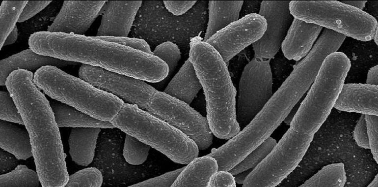 “La cepa de ‘E. Coli’ O104 nunca se ha detectado en España”