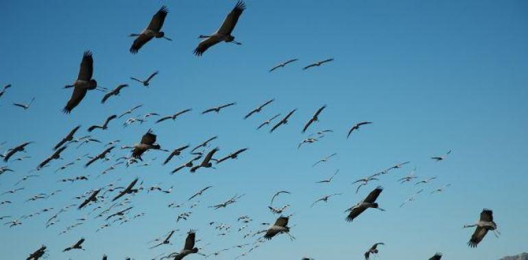 Rutas guiadas para observar la llegada de las grullas a la Reserva Natural de Gallocanta