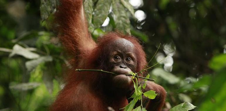 Chimpancés y orangutanes también sufren la crisis de la mediana edad