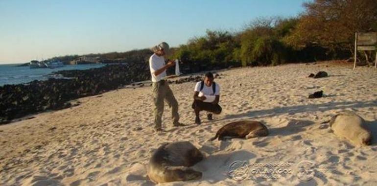 Se estabiliza la endémica población de lobos marinos en islas de Las Galápagos