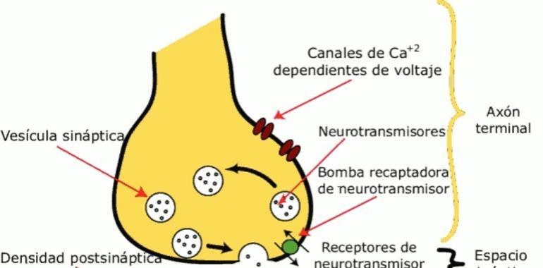 Una proteína podría revertir el daño cerebral