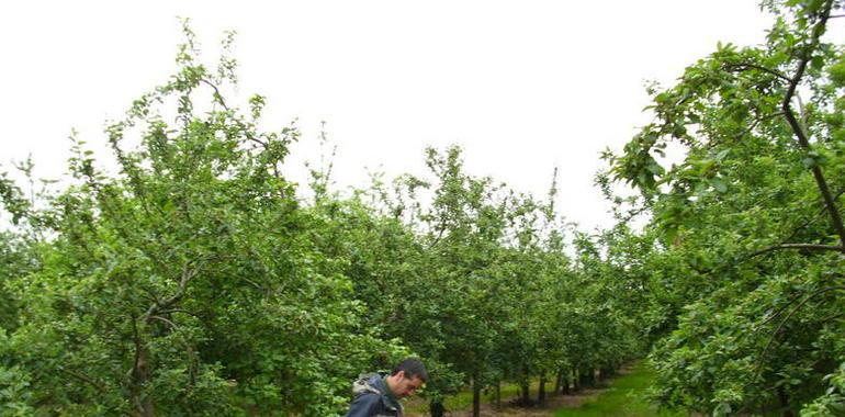  110.000 euros en ayudas a nuevas plantaciones de manzano de sidra