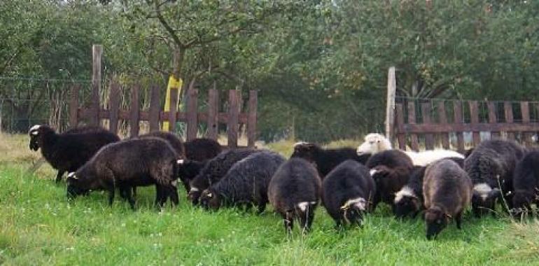 Jornades del corderu Xaldu en Tierra Astur 