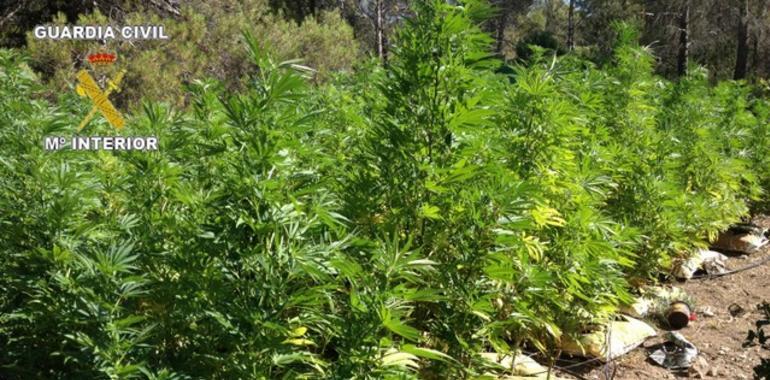 La Guardia Civil se incauta de mil plantas de marihuana y detiene a seis personas