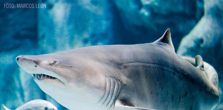 El acuario recibe al visitante 1.000.000