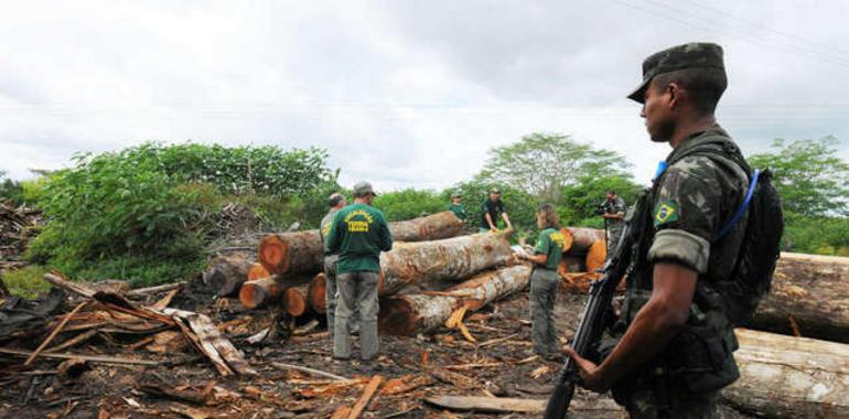  Los madereros ilegales se enfrentan a la expulsión de la tierra awá 