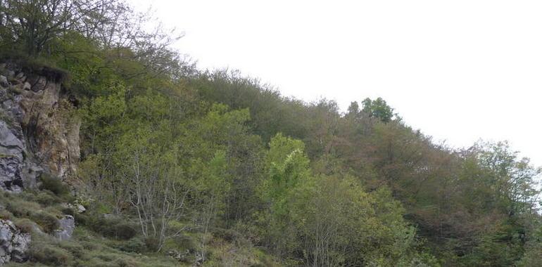 Insisten en abrir una mina de carbón en plena zona osera de Lena