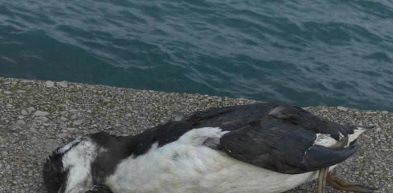 Denuncian la muerte de peces y aves protegidas en Gijón debido a explosiones subterráneas