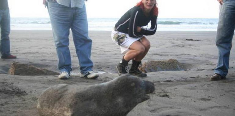 Cepesma pide proteger de los bárbaros a las crías de foca refugiadas en la costa asturiana