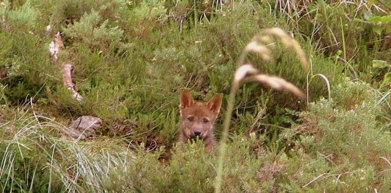 El Plan del Lobo en Asturias 