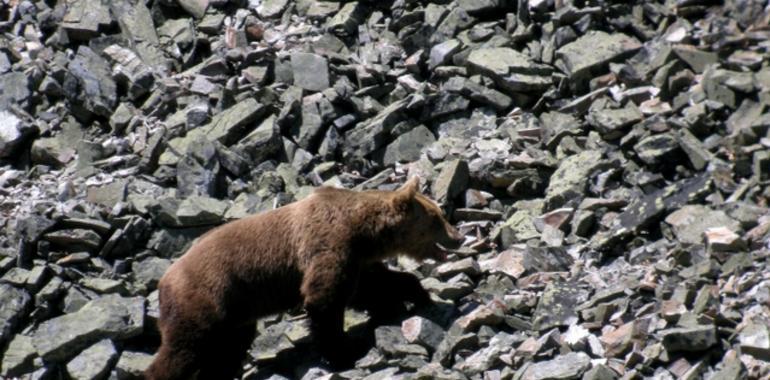 Oso pardo cantábrico busca osa desesperadamente