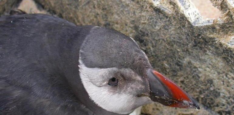 Los continuos temporales arrastran aves marinas a las costas cantábricas