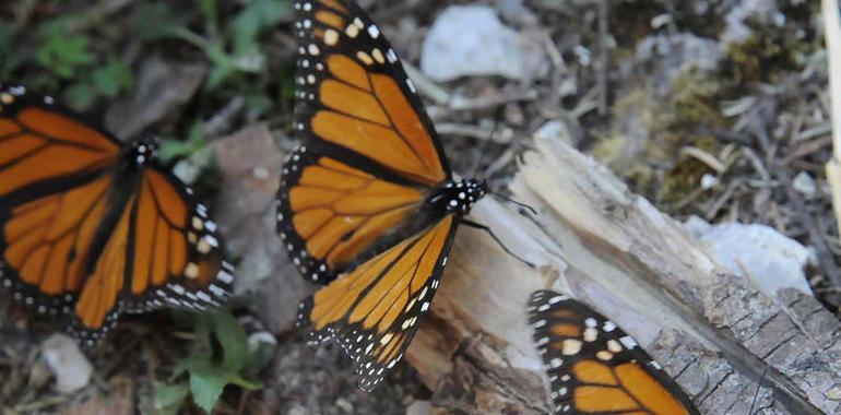 México, Canadá y E.U.A. se unen para defensa de la Mariposa Monarca