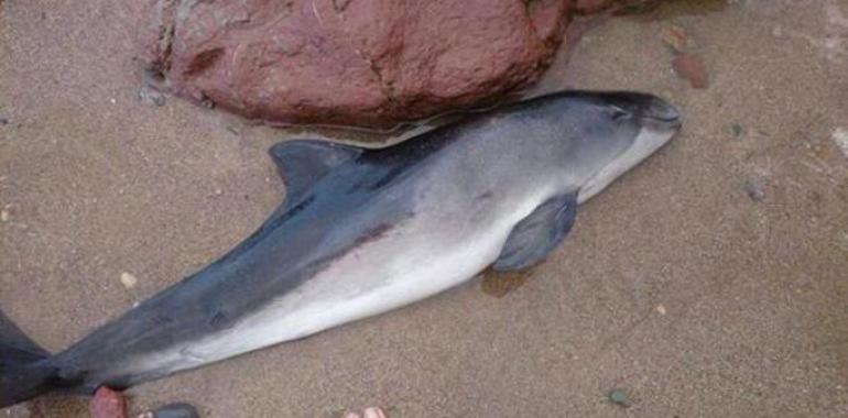 La marsopa varada en el Arenal de Morís pudo ser estabilizada y liberada en Gijón