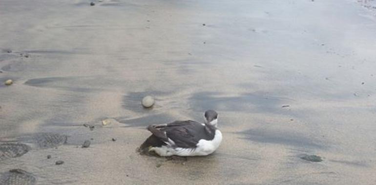 Siguen apareciendo aves marinas en Asturias, la mayoría muertas