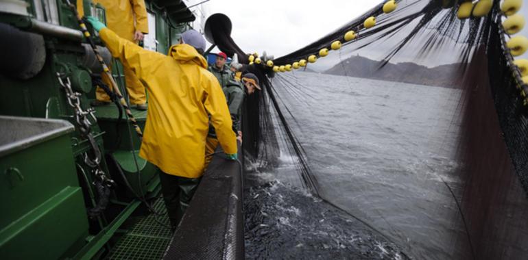 Pesca: Cada vez hay menos peces y son más pequeños