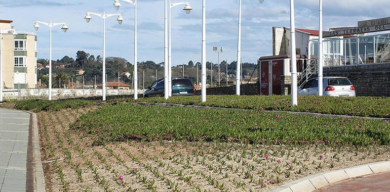 Ecologistas reprochan plantío de expecies invasoras en jardines municipales 