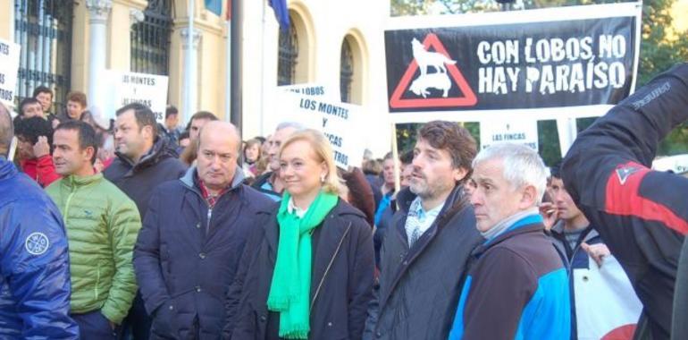 El PP acusa al Ejecutivo asturiano de defender al lobo en lugar de a los ganaderos