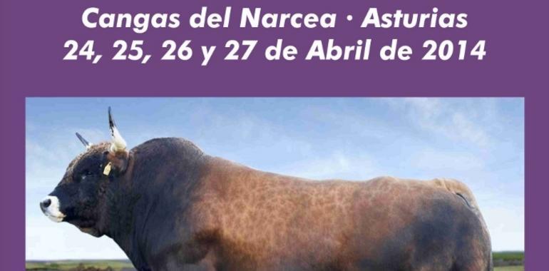 Cangas acoge el Concurso Subasta Nacional de raza Asturiana de los Valles