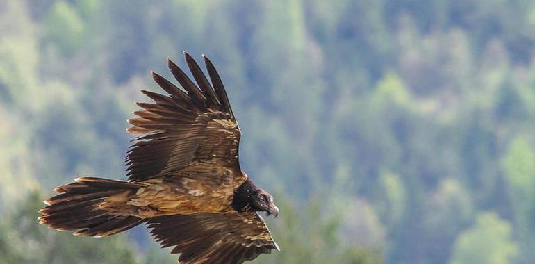 Tres nuevos quebrantahuesos ampliarán la reserva asturiana en Picos