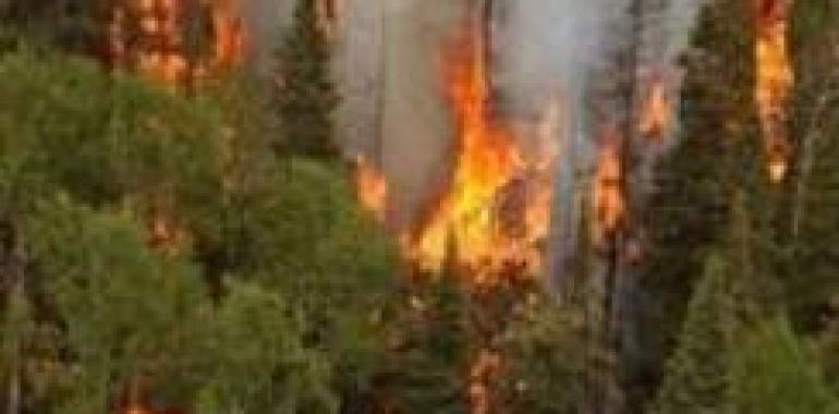 Casi cuatro millones para apoyar la repoblación forestal y las medidas antiincendios en montes privados