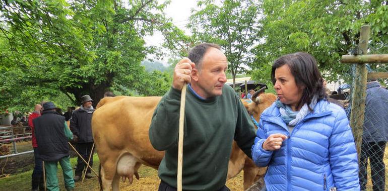 La consejera  confirma el trabajo previo a la PAC en la feriona de Corao