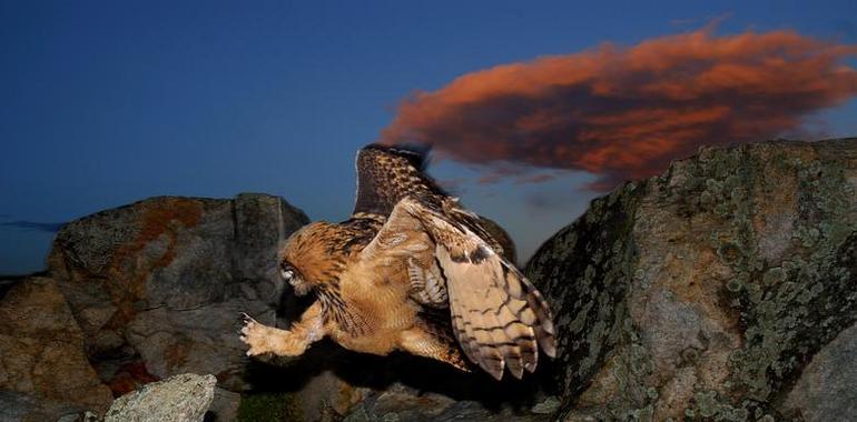 El fascinante universo de las rapaces nocturnas en el Botánico de Gijón