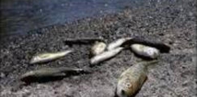 Los ecologistas piden una investigación por la muerte de miles de peces en el Narcea