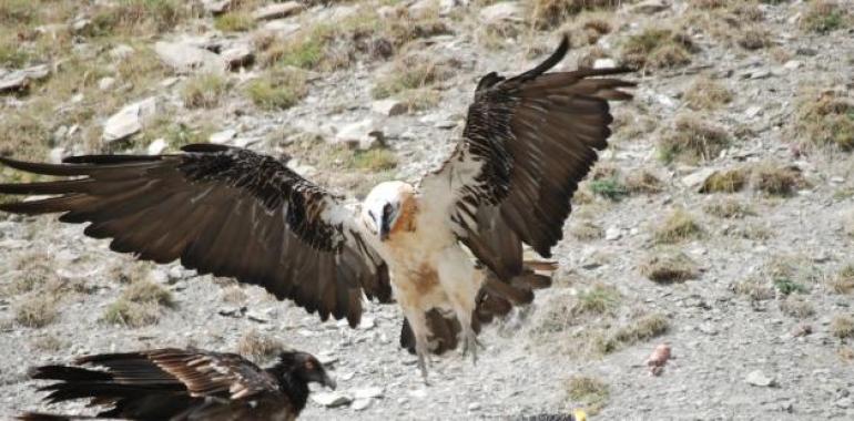 Otra pareja de quebrantahuesos se une el lunes a la colonia en Picos