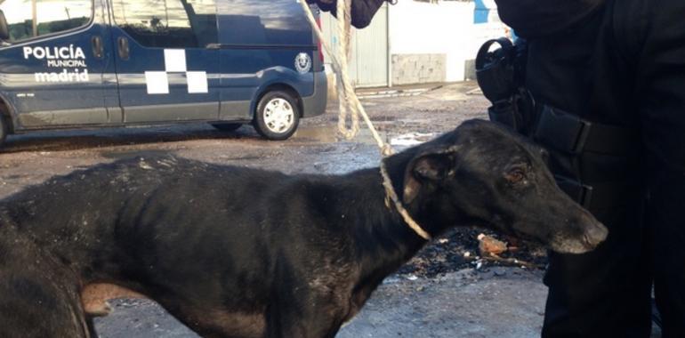 Denuncias por maltrato a perros se doblan en España y bajan en Asturias a la mitad