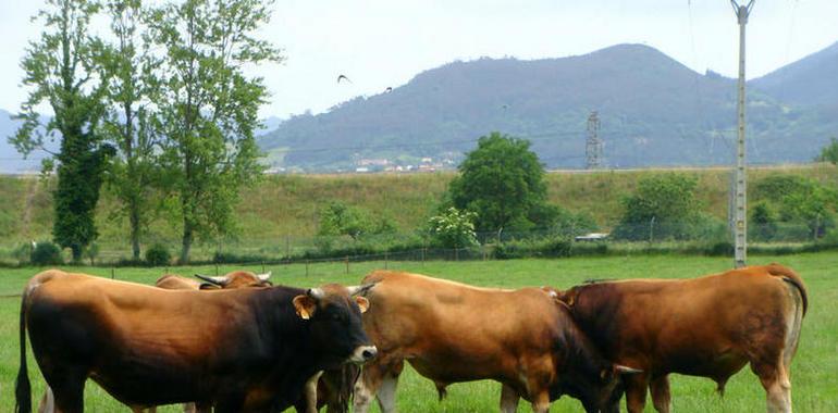 Las #vacas #asturianas recibirán un #