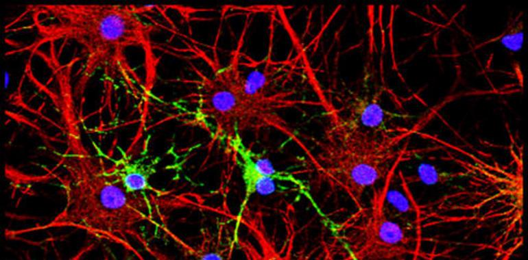 Crean un molde para nuevas piezas del puzzle neuronal