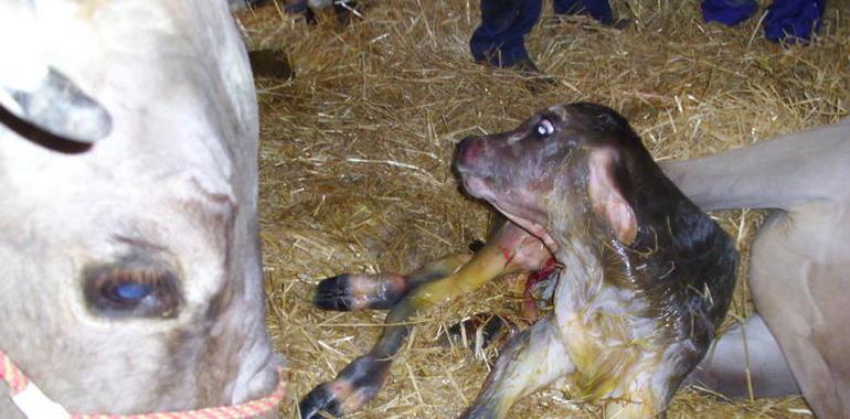 Caja Rural centra el programa del miércoles en el Certamen de San Agustín