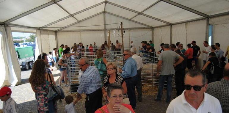 Rotundo éxito del Concurso Nacional de Gochu Asturcelta en Agrosiero