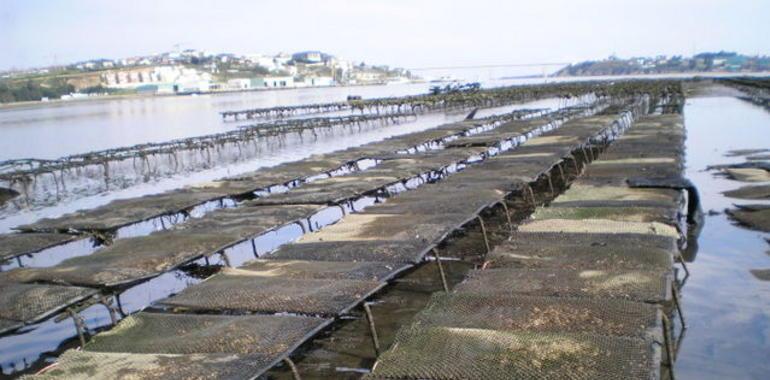 Foro acusa al Gobierno de despreciar la acuicultura como fuente de riqueza para Asturias