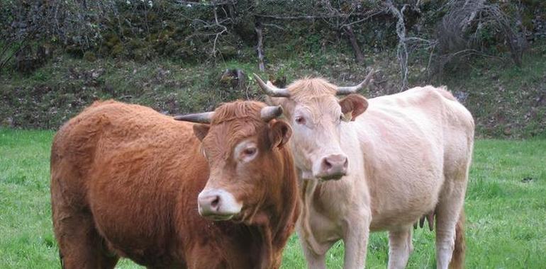 COAG Asturias advierte de la desaparición de la producción de leche ante la 