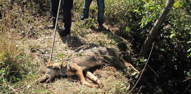 Seprona y Lobo Marley ponen contra las cuerdas al furtivismo en Asturias