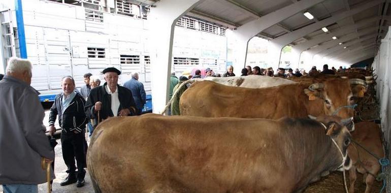 Cangas del NarceA, Grao, Tineo, Teverga, Allande y Llanes lideran el calendario ferial ganadero