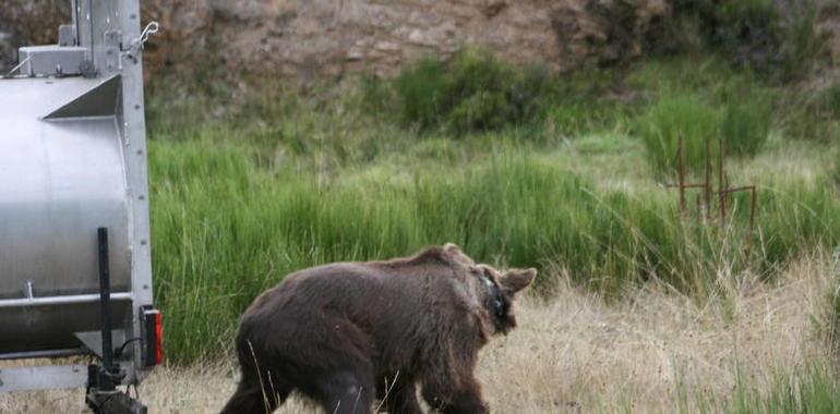 En libertad la hembra de oso pardo más longeva de la Montaña Palentina