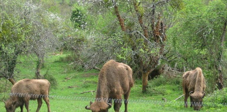 El sábado será el primer cumpleaños del bisontín Astur en el Parque de la Prehistoria