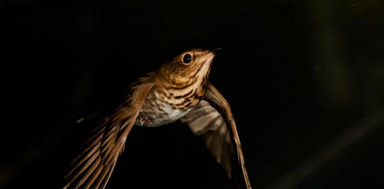 Algunos pájaros queman protenínas para no beber durante el vuelo