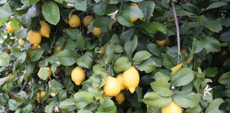 El 15 de septiembre finaliza el plazo de inscripción para la exportación de Limones a EE.UU