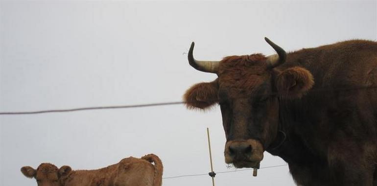 Estudian el impacto del estrés sacrificial a la calidad de la carne de vaca roxa