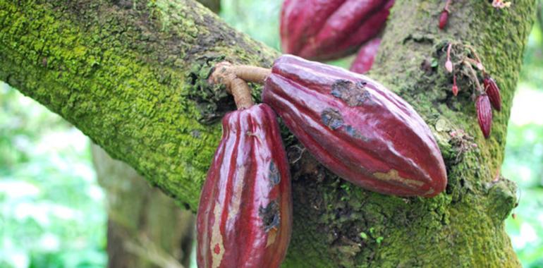 La biodiversidad de América del Sur puede salvar al cacao y la industria chocolatera