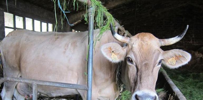 Las asturianas toman el mando de las explotaciones ganaderas