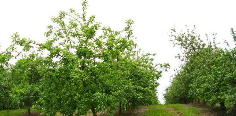 El Senado aprueba integrar los agricultores en el Régimen General de la SS