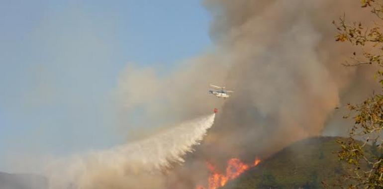 C. Ecoloxista pide que se acote al pastoreo toda la superficie incendiada