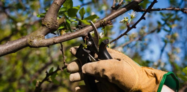 Llanes ofrece un curso sobre la poda y manejo de árboles frutales